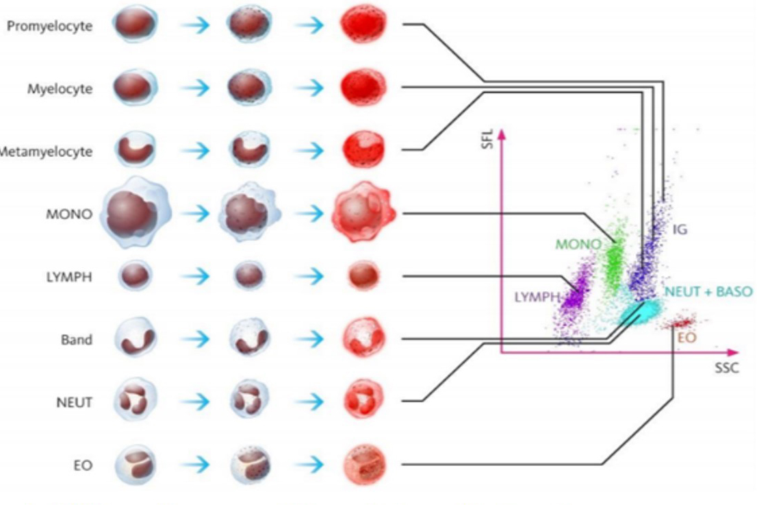 Going Beyond Iron Studies For Iron Deficiency Anaemia New Cellular 